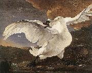 ASSELYN, Jan The Threatened Swan before 1652 oil painting reproduction